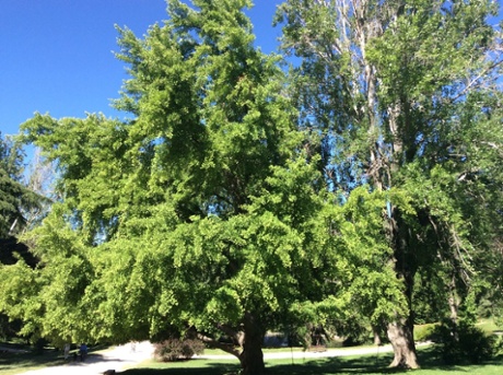 Tree in the Parque del Oeste in Madrid