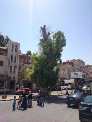 Tree in Ajloun
