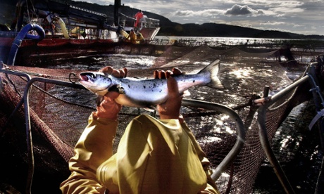 Salmon farms are some of the most efficient convertors of feed across the animal protein sector.