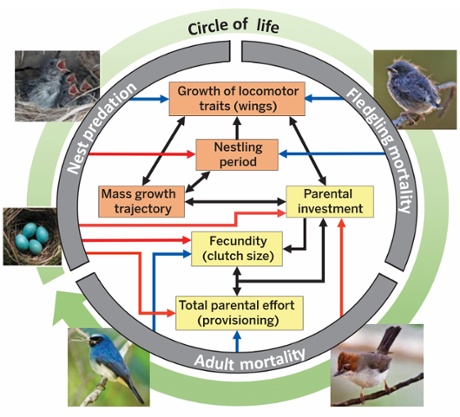 Figure 1 Thomas E Martin/Science 2015