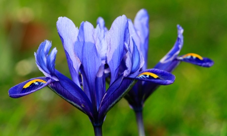 'For bringing into the house when your spirits need lifting': Iris reticulata.
