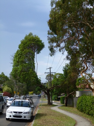 A tree growing around cables in a suburban street in Sydney.