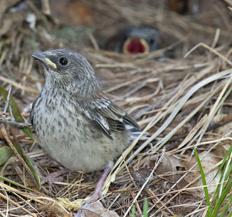 grey-headed junco