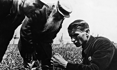 Lysenko Measures Wheat