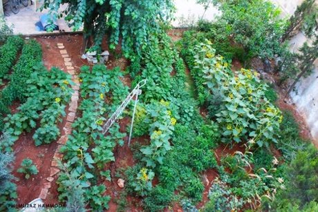 A community farm in Aleppo, Syria