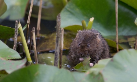 Water vole