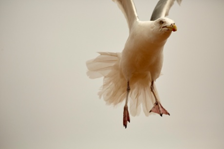 Getting the hang of it ... Becky’s seagull portrait.