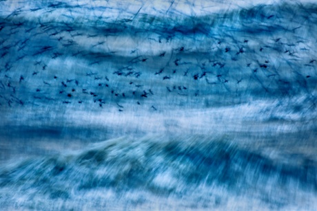 Flight of fancy ... Andrew Forsyth's shot of murmuring starlings in Brighton was nominated for Wildlife Photographer of the Year 2014.