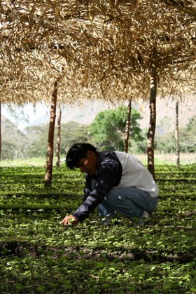 An organic plantation in Santa Teresa.