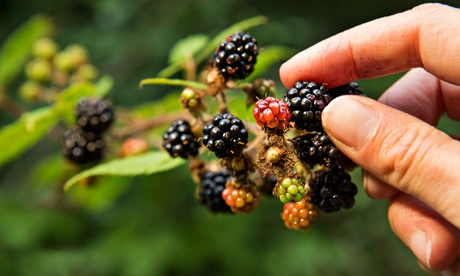 A blackberry picker collects the fruit