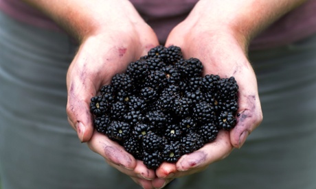 Blackberries, freshly picked.