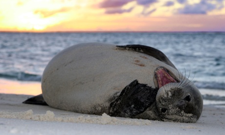 Although often solitary, monk seals can still be quite playful. 