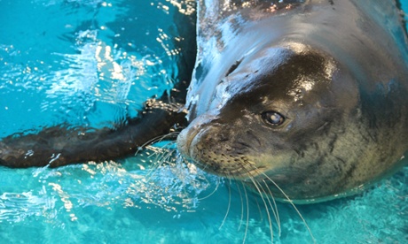 One of the female Hawaiian monk seals now at the Minnesota Zoo. The whites in its eye are from a cataract. Scientists are not sure what is causing the eye problems, but it may be infectious.