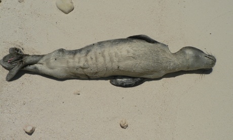 A young, starving seal. Scientists still aren't sure why so many young seals are turning up emaciated, but it may be a potent mix of predator-competition and past overfishing.