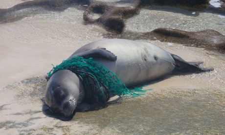 Hawaiian monk seal ensnared in a ghost net. 