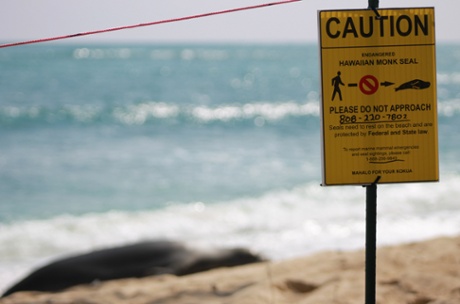 A sign noting to leave the slumbering monk seal alone.