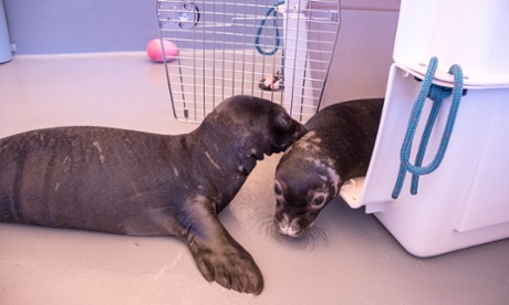 Young Hawaiian monk seals, Pearl and Hermes, at a rescue centre.