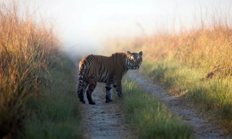 Corridors are critical for tiger survival in central India.