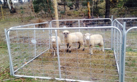 The lambs on Hilary's friends' farm. 
