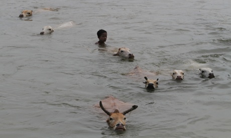 Monsoon season in India brings rains vital to growing crops in India, but floods and landslides each year kill thousands of people and animals.