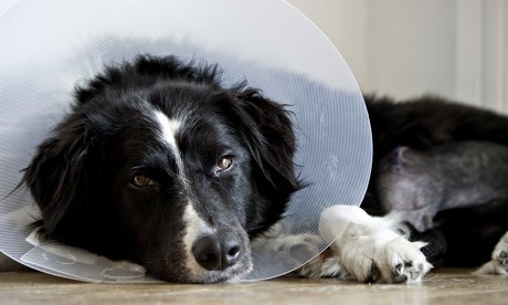 Poorly dog. Image shot 2008. Exact date unknown.