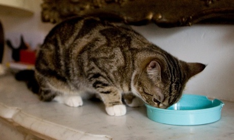 Ethical cat?  A white-pawed tabby has supper on the mantelpiece.