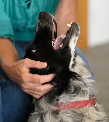 Harley the dog escaped with the family.