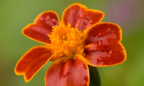 Light my fire: a French marigold (Tagetes patula).