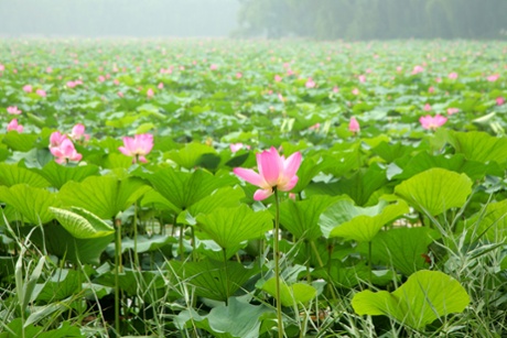 Lilies at Beijing’s Summer Palace.