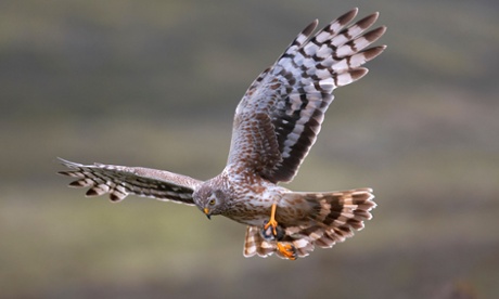 A female hen harrier with prey in Scotland