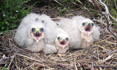 Hen harrier chicks in the nest.