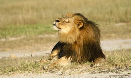 Cecil the lion raises his muzzle to sniff the air, his eyes closed