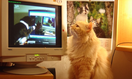 How Cats Took Over The Internet