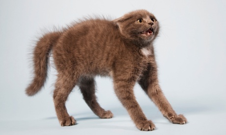 Scared cat with an arched back