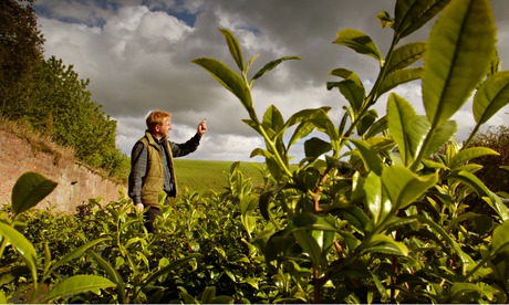Tregothnan tea plantation Cornwall UK