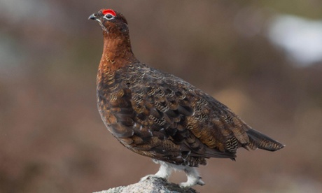 A decline in red grouse numbers has been linked to intense breeding, which makes them vulnerable to parasitic worms.