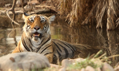 If the river-linking project goes through, Panna's tigers will have to be moved to another forest.