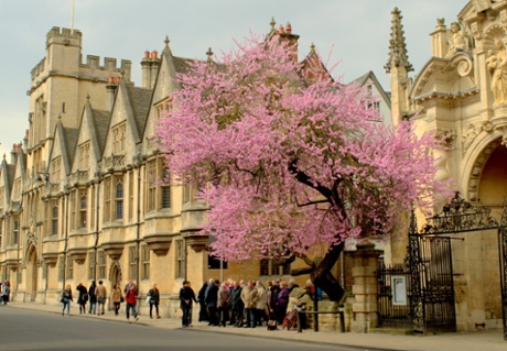 Blossom tree on high street