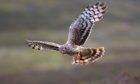 Hen harrier
