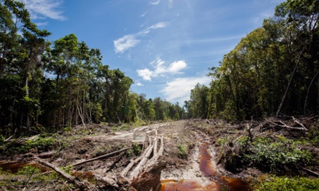 Peatland forest being cleared for a palm oil plantation