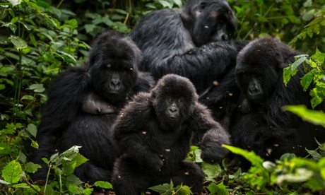 Gorillas in Virunga National Park, Congo.