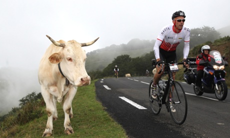 Haute Route Pyrenees Rider with cow