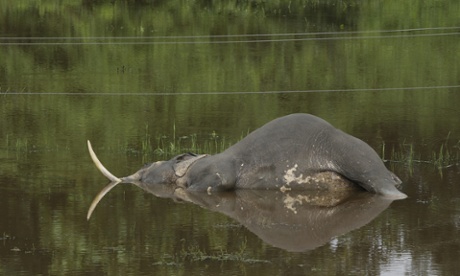 A elephant lies dead after bumping into sagging electric lines in Kaziranga, Assam.