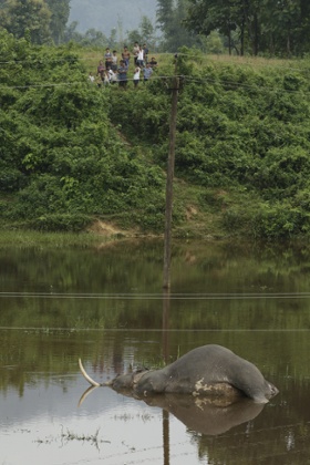Bystanders gaze at the dead elephant lying below the killer electric wires.