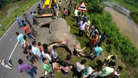 The dead elephant being hauled off to be buried in Kaziranga.