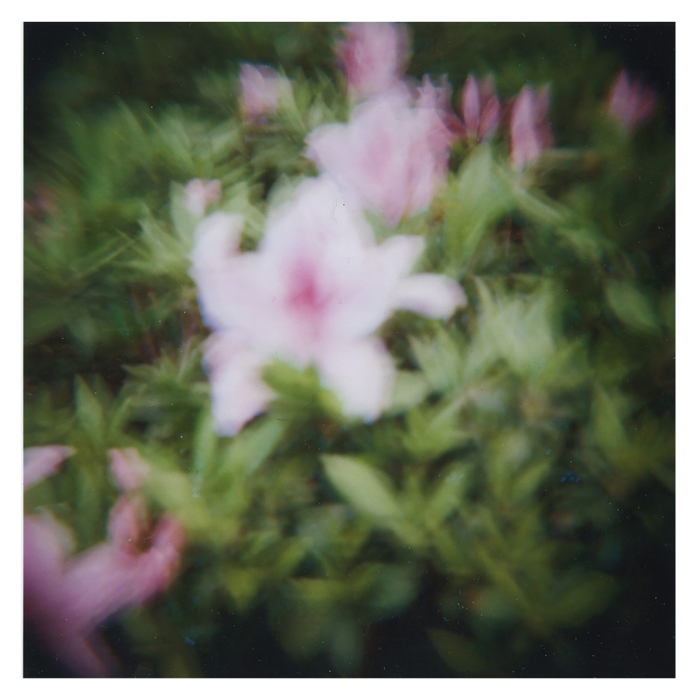 Pink and Green by Anik