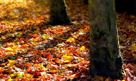 Sunlight illuminates autumn leaves in Old Deer Park
