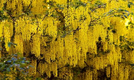 Pretty dangerous … laburnum flowers. Photograph: Alamy