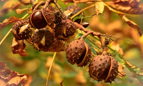 Conkers