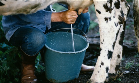man milking cow